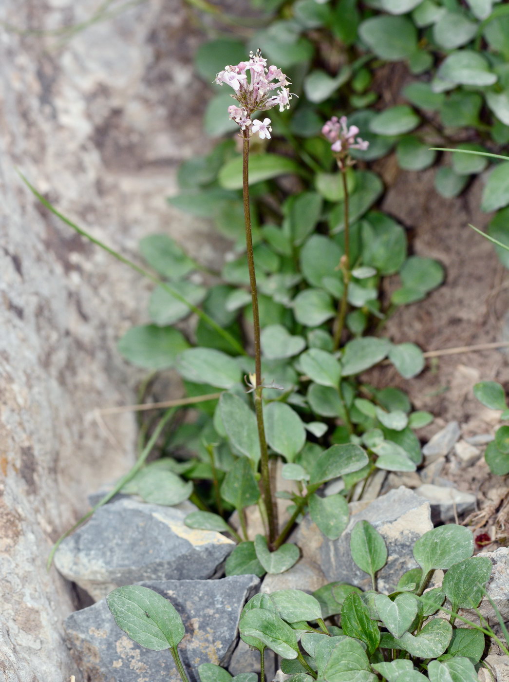 Image of Valeriana fedtschenkoi specimen.