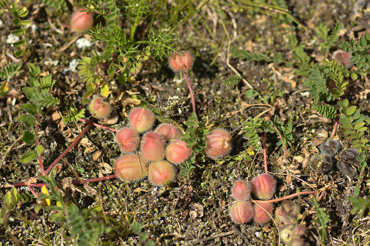 Image of Astragalus oreades specimen.