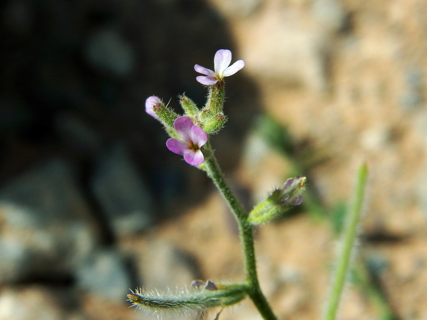 Изображение особи Strigosella africana.