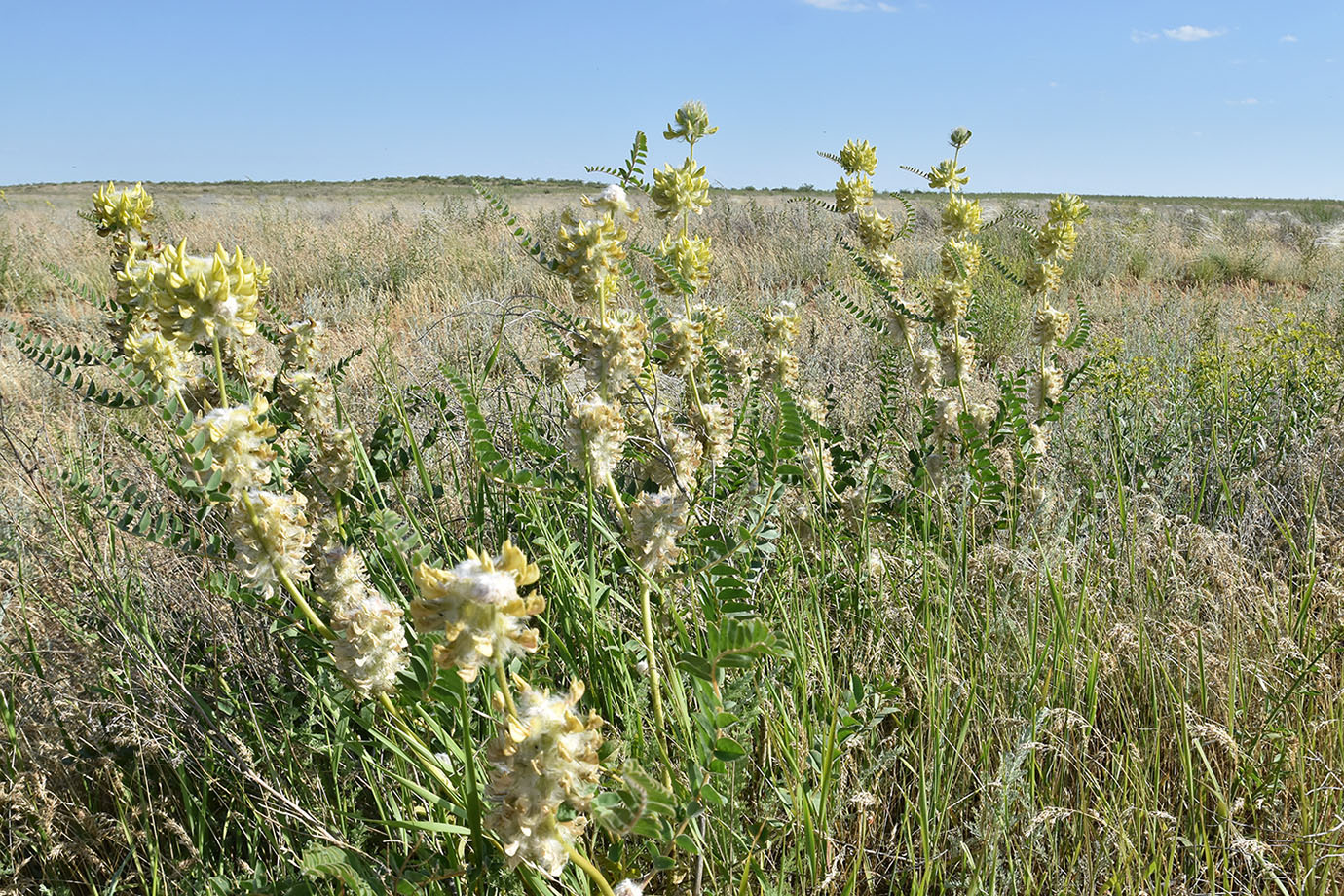 Image of Astragalus vulpinus specimen.