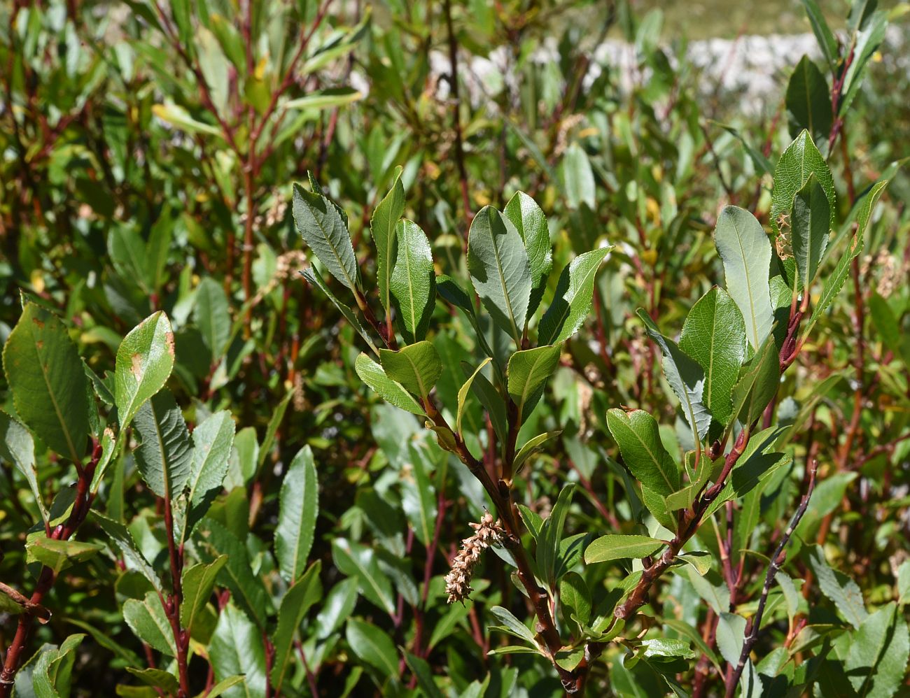 Image of Salix caucasica specimen.