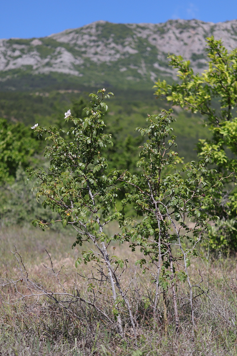 Image of Rosa agrestis specimen.