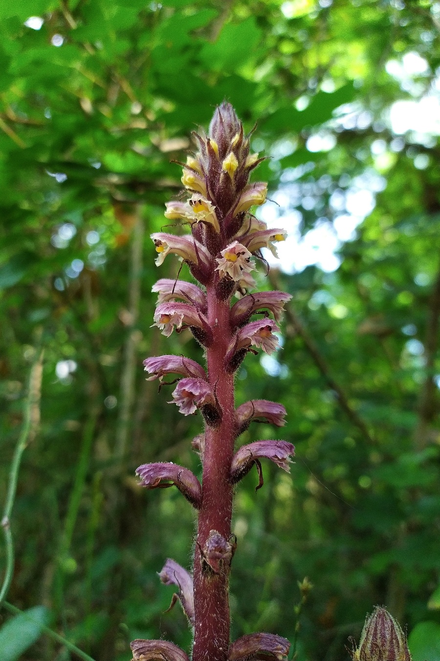 Изображение особи Orobanche hederae.