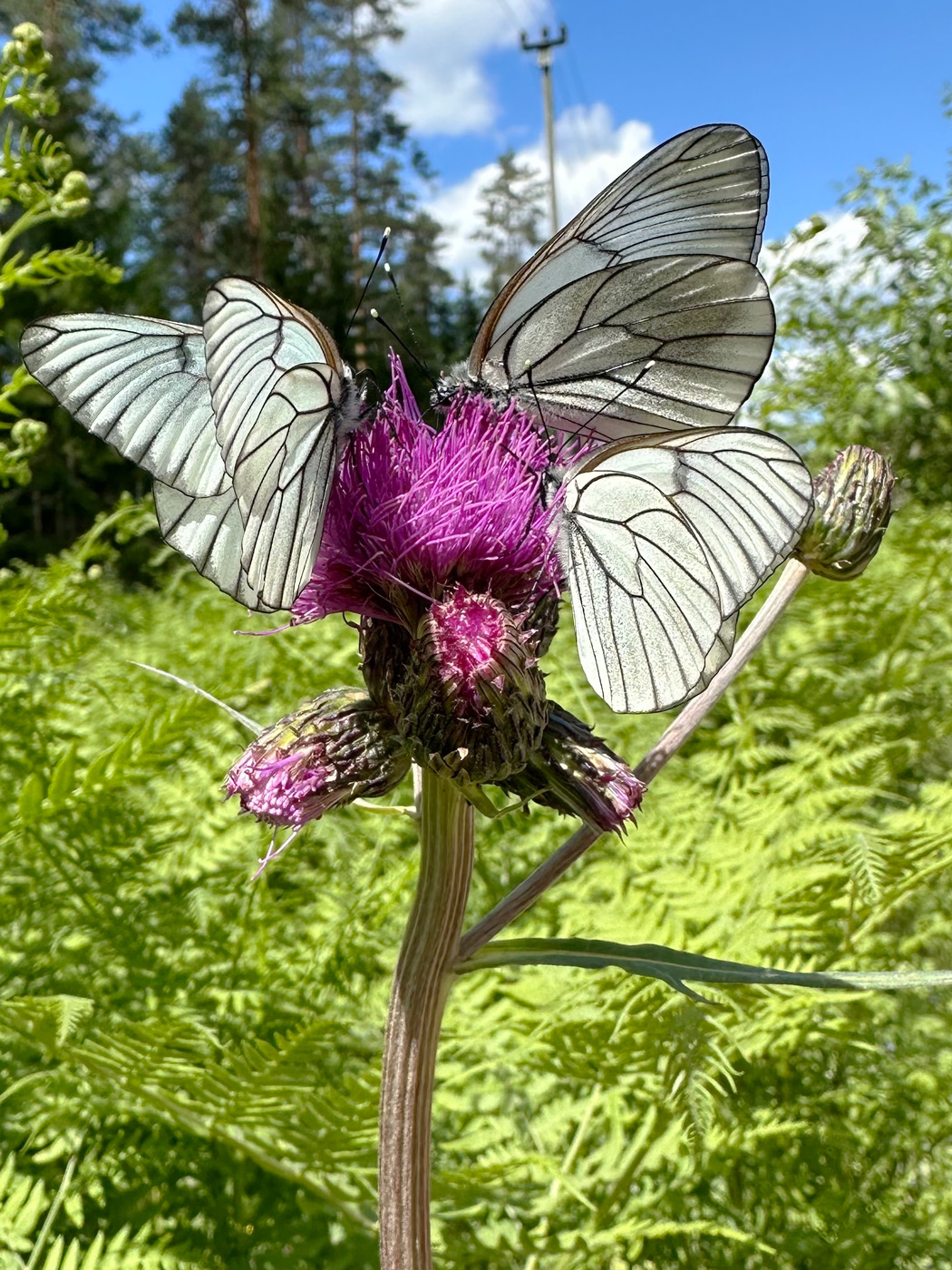 Image of Cirsium heterophyllum specimen.