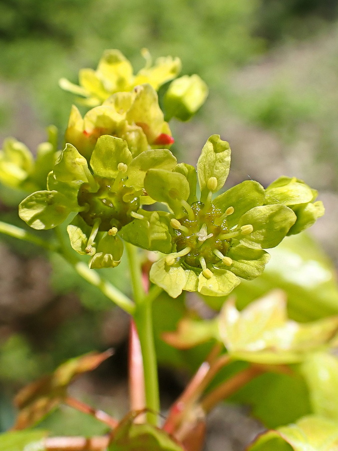 Image of Acer mono specimen.