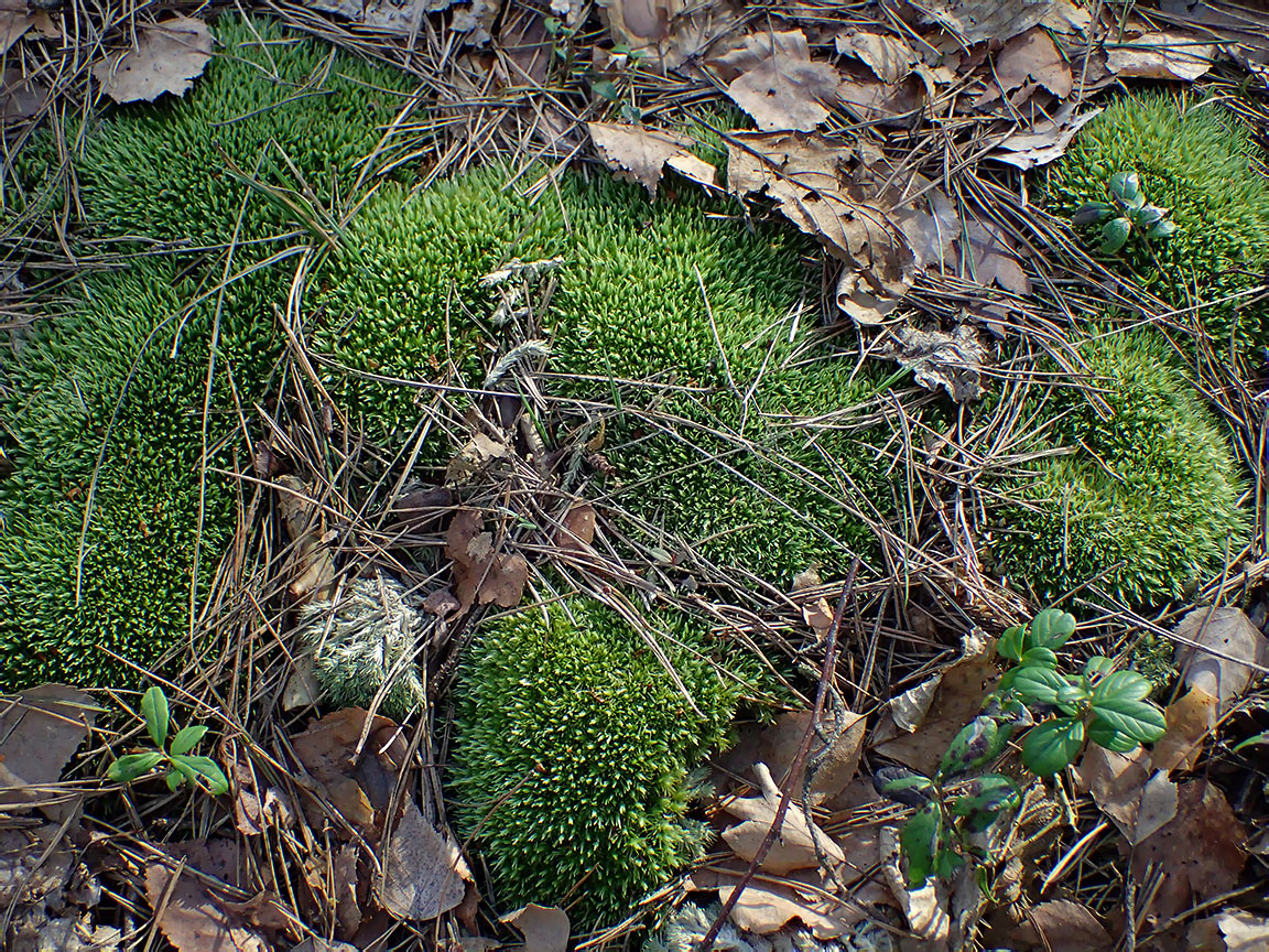 Image of Leucobryum glaucum specimen.