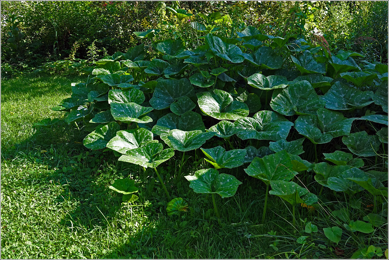 Image of Cucurbita pepo specimen.