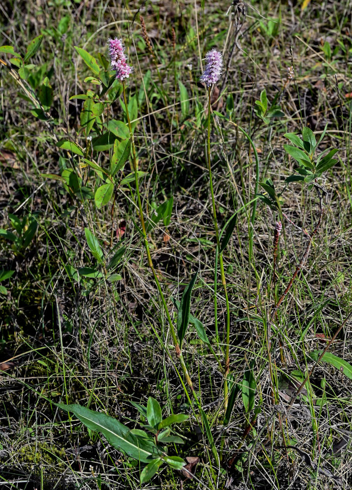 Image of Bistorta officinalis specimen.