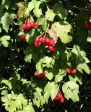 Viburnum opulus