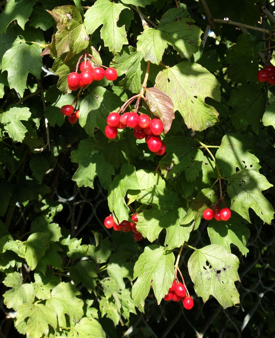 Image of Viburnum opulus specimen.