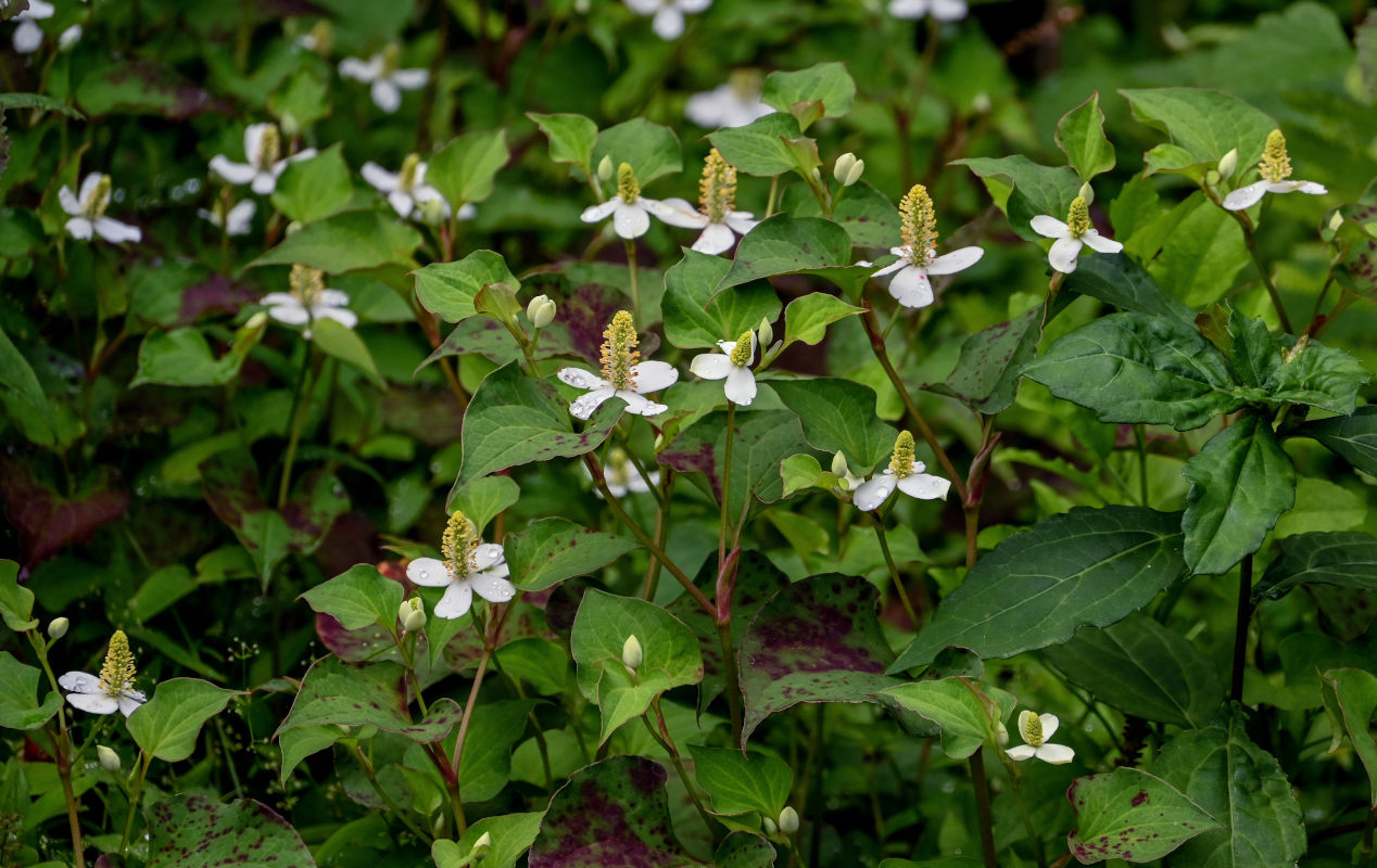 Image of Houttuynia cordata specimen.