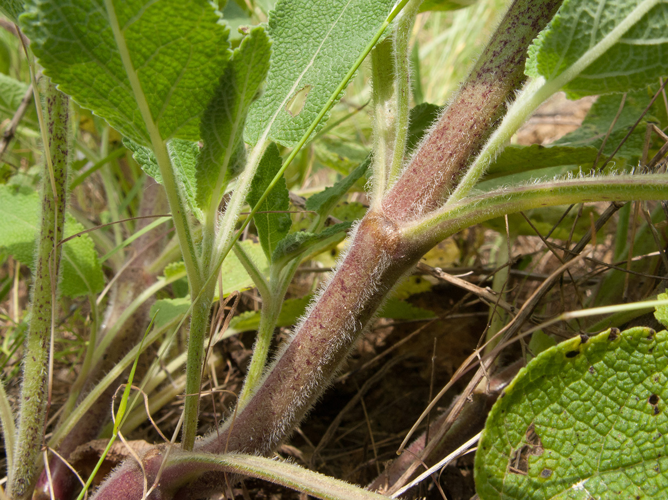 Image of Salvia tesquicola specimen.