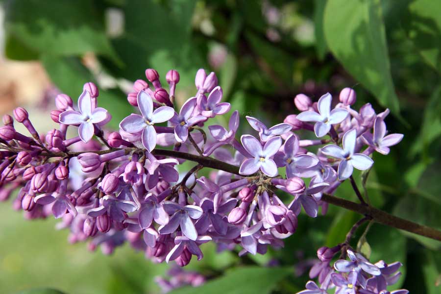 Image of Syringa vulgaris specimen.