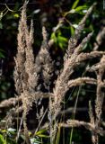 Calamagrostis epigeios. Соплодия. Московская обл., Дмитровский гор. округ, долина р. Волгуша, опушка березняка. 31.08.2024.