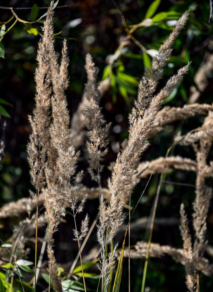 Image of Calamagrostis epigeios specimen.