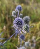 Eryngium planum. Соцветия. Тульская обл., Богородицкий р-н, пос. Кичевский, луг. 27.07.2024.