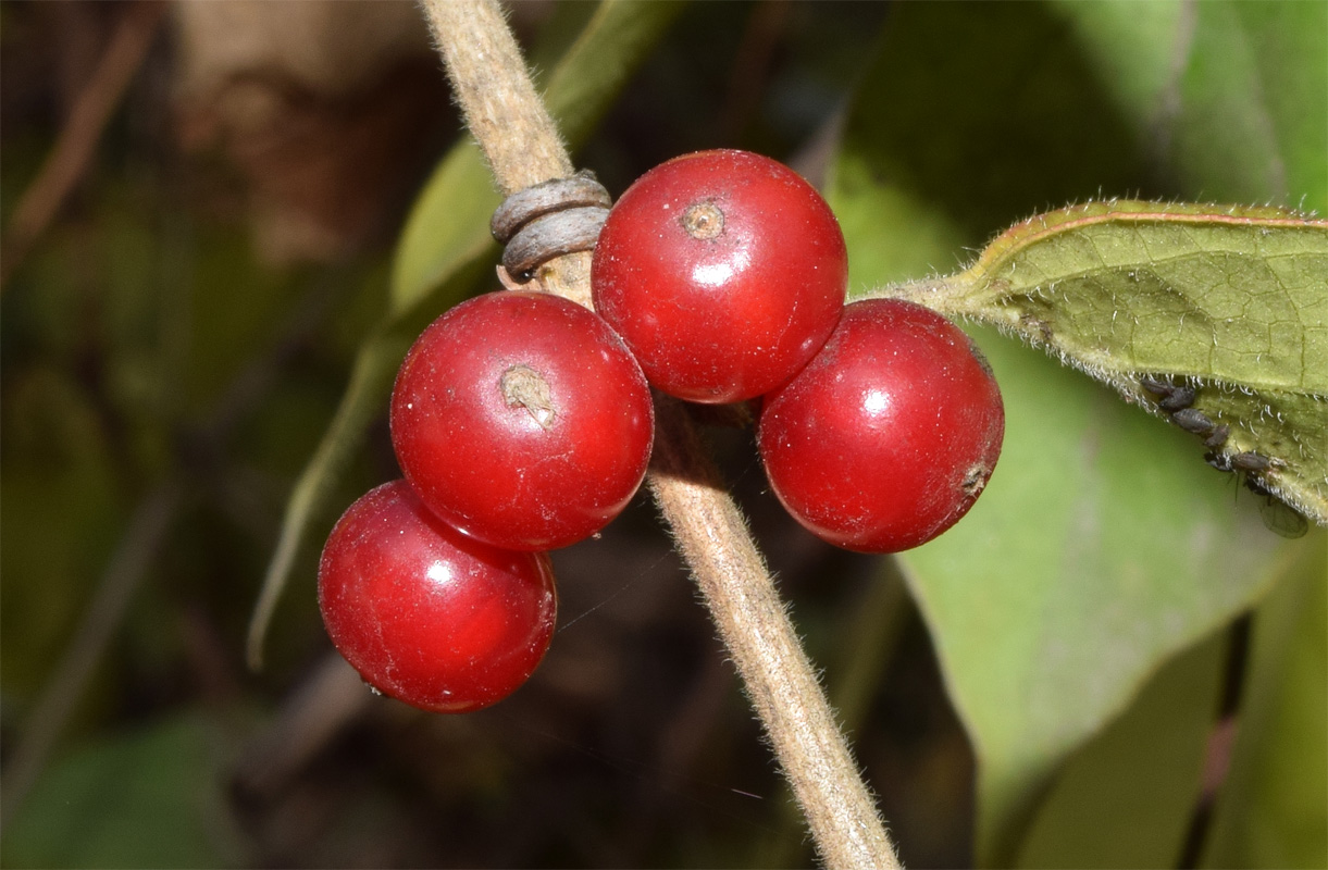 Изображение особи Lonicera maackii.