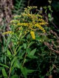 Solidago canadensis