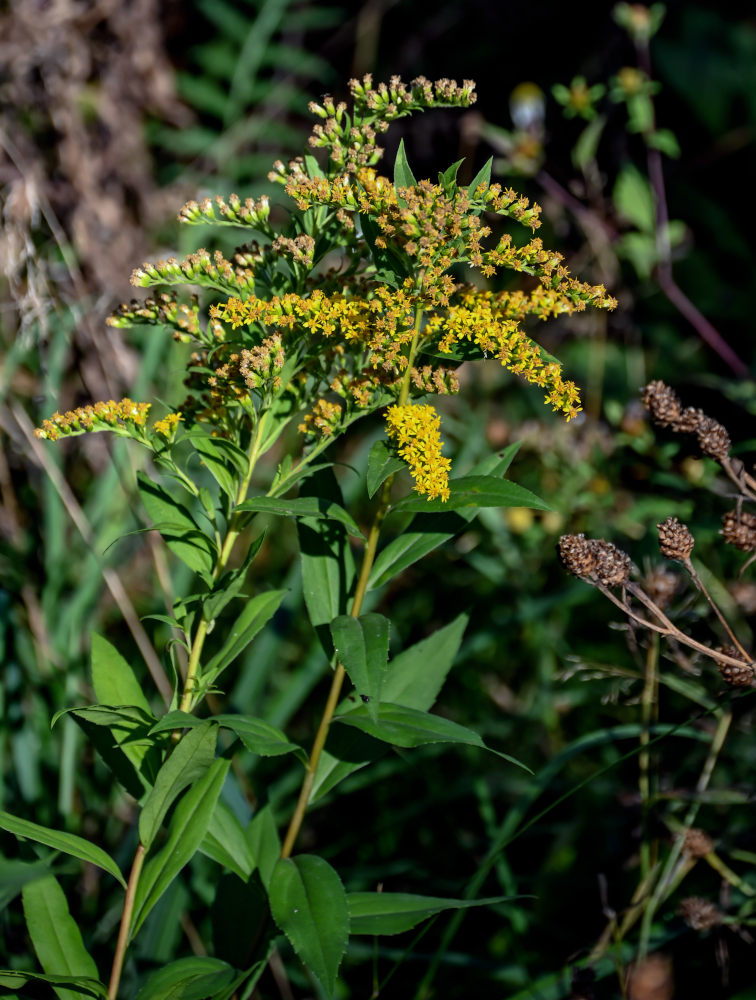 Image of Solidago canadensis specimen.