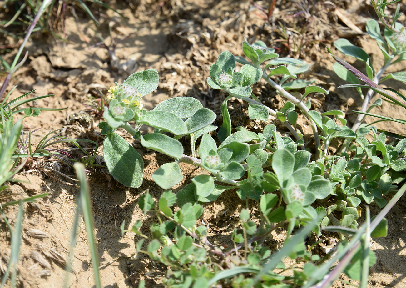 Изображение особи Alyssum dasycarpum.