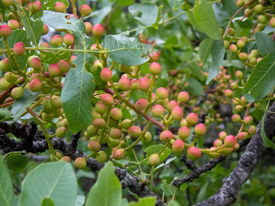 Изображение особи Pistacia mutica.