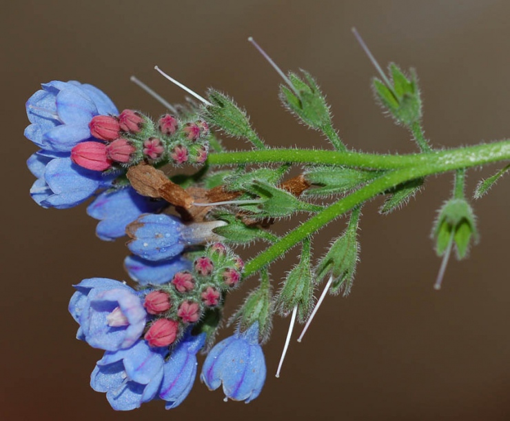 Image of Symphytum caucasicum specimen.