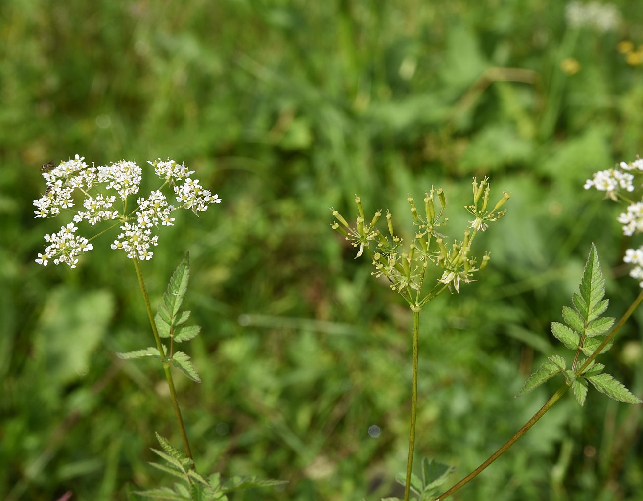 Image of genus Chaerophyllum specimen.