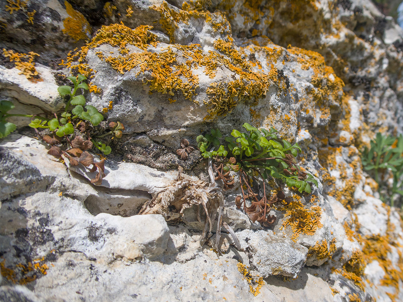 Изображение особи Asplenium ruta-muraria.