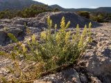 Reseda lutea. Цветущее и плодоносящее растение. Крым, Южный Берег, окр. пос. Новый Свет, в расщелине между камней возле экотропы через можжевеловую рощу. 07.06.2024.