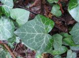 View full-size image Hedera helix