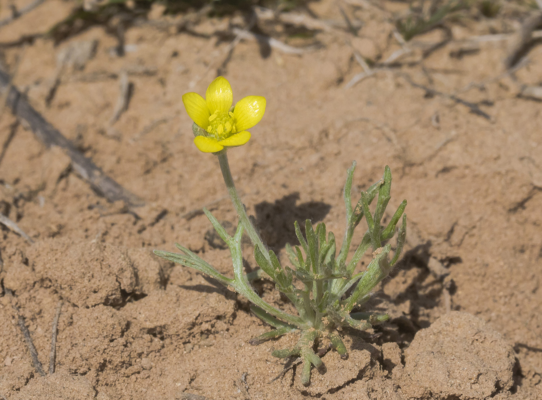 Image of Ceratocephala falcata specimen.