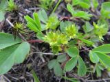 Sibbaldia procumbens. Соцветие и листья. Коми, Интинский р-н, пос. Желанный, Приполярный Урал, долина р. Балбанью, мшисто-щебнистый берег мелкого водотока. 12.07.2010.