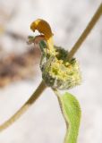 View full-size image Phlomis lycia
