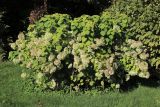 View full-size image Hydrangea arborescens