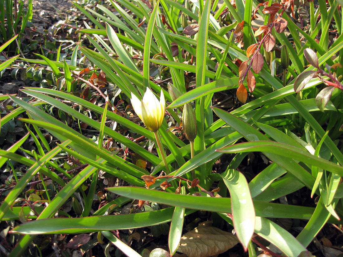 Image of Tulipa tarda specimen.