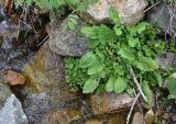 View full-size image Lapsana communis variety aurantia