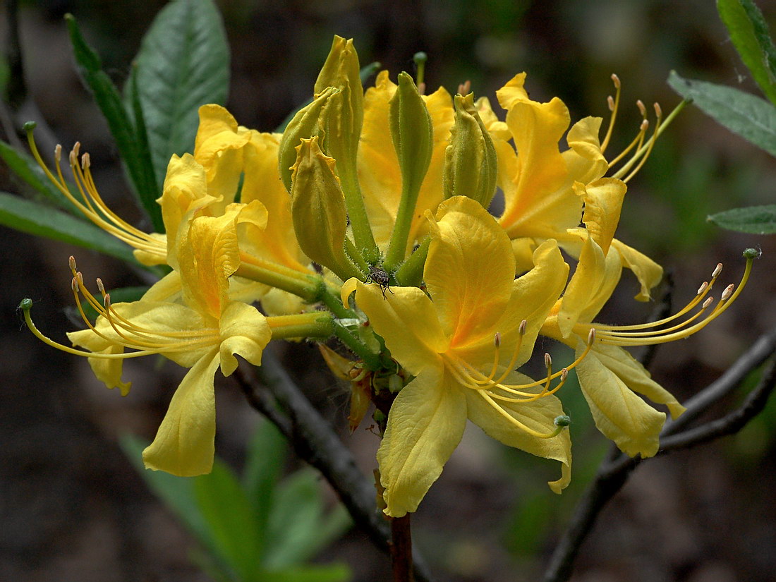 Изображение особи Rhododendron luteum.