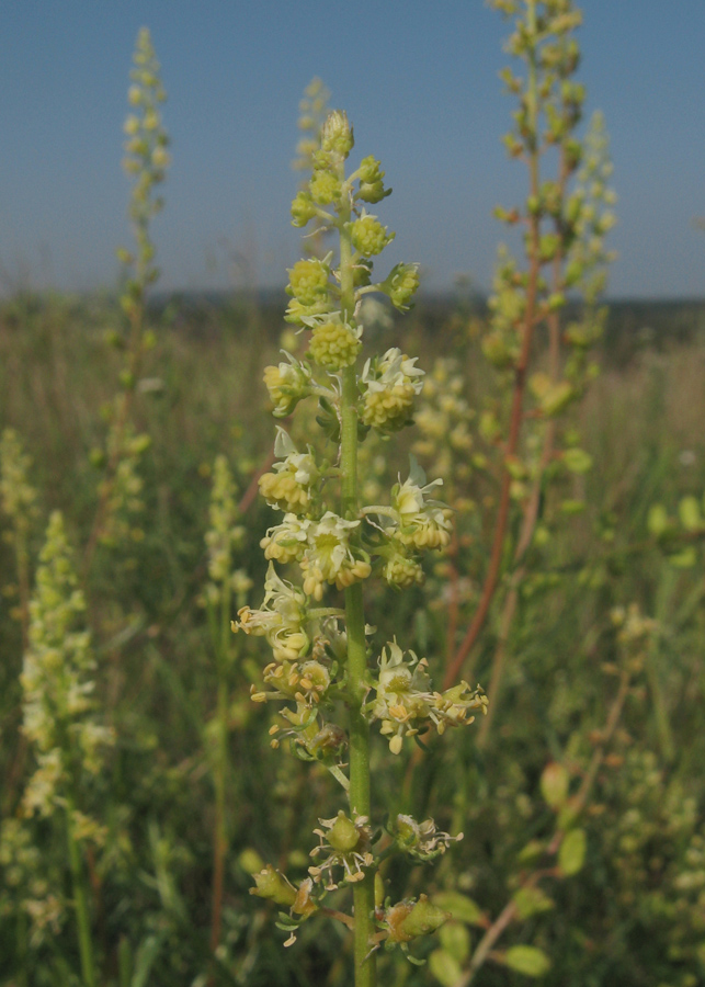 Image of Reseda lutea specimen.