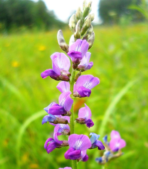 Изображение особи Oxytropis glabra.