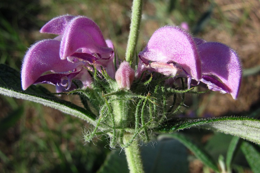 Image of Phlomis taurica specimen.