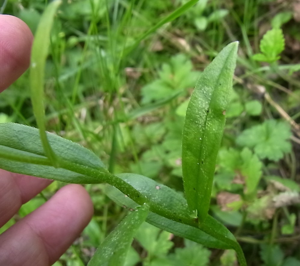 Изображение особи род Myosotis.