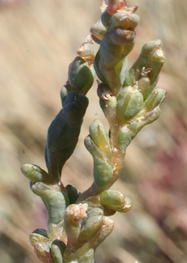 Изображение особи Petrosimonia oppositifolia.