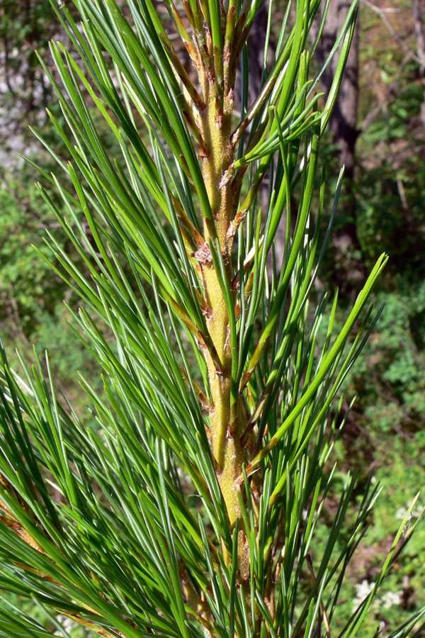 Image of Pinus sibirica specimen.