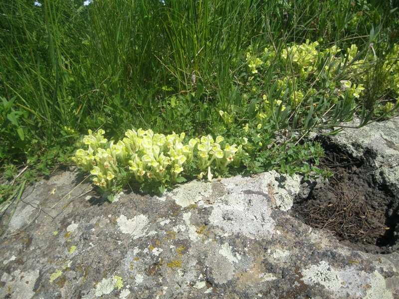 Image of Scutellaria sosnovskyi specimen.