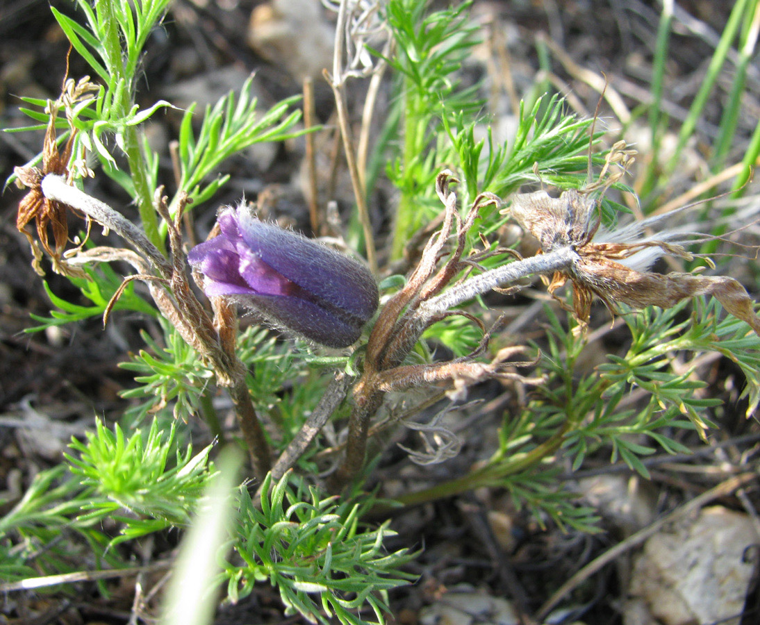 Изображение особи род Pulsatilla.