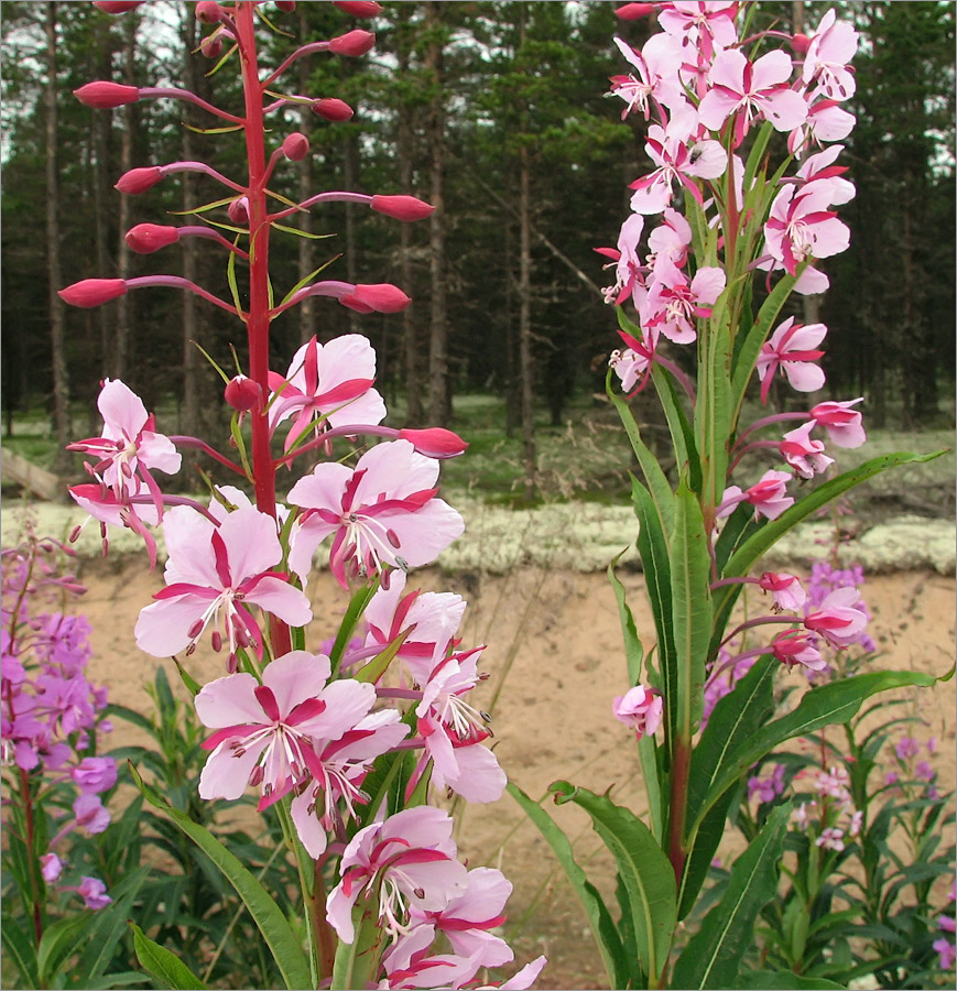 Image of Chamaenerion angustifolium specimen.