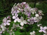 Lunaria rediviva. Верхушка цветущего растения. Раховский район Закарпатской области, Украина, буковый лес. 3 мая 2008 г.