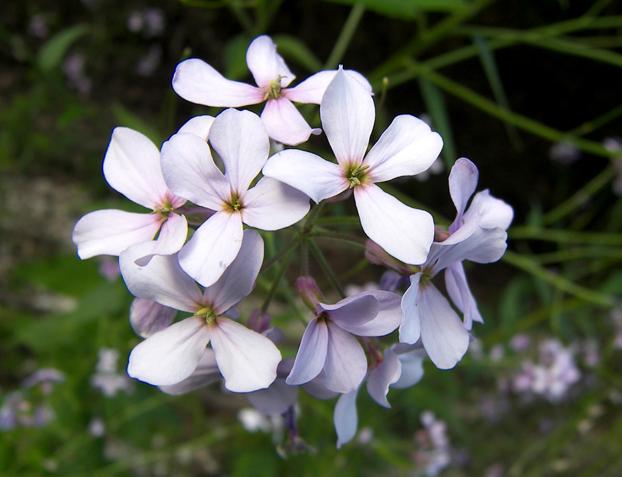 Image of Hesperis matronalis specimen.