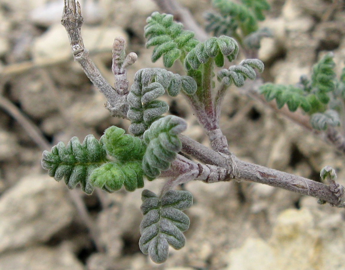 Image of Scutellaria orientalis specimen.