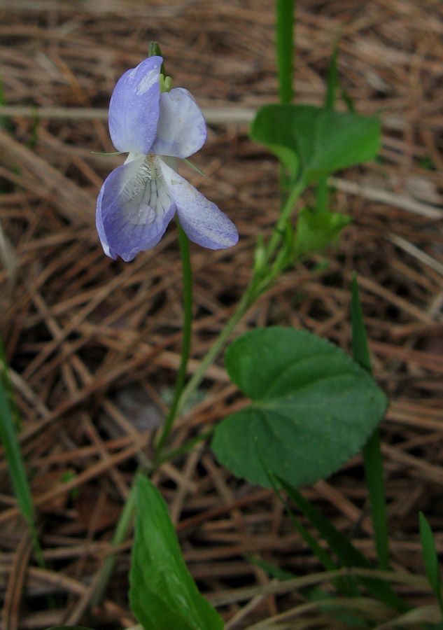 Image of Viola sieheana specimen.